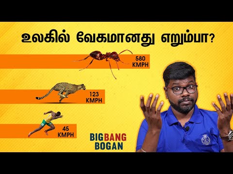 பாயும் புல்லட்டை விட வேகமான எறும்பை தெரியுமா| interesting facts about Ants|Big Bang Bogan