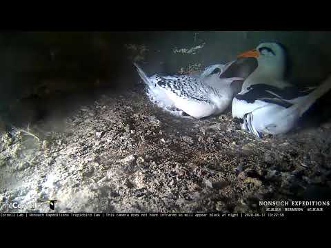 Quick Feeding Visit For 50-Day-Old Tropicbird Nestling – June 17, 2020