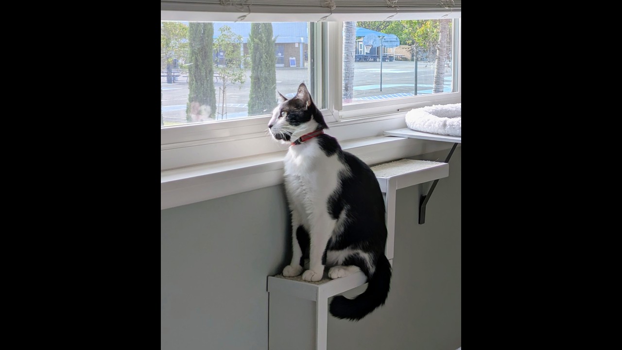 Danny, a ADOPTABLE Tuxedo in Laguna Woods, CA video 3/6