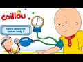 Caillou Check Up Doctor S Visit Tutorial Full Game Caillou Games