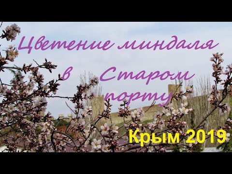 Как цветет миндаль в Старом Порту, Судак. Крым 2019