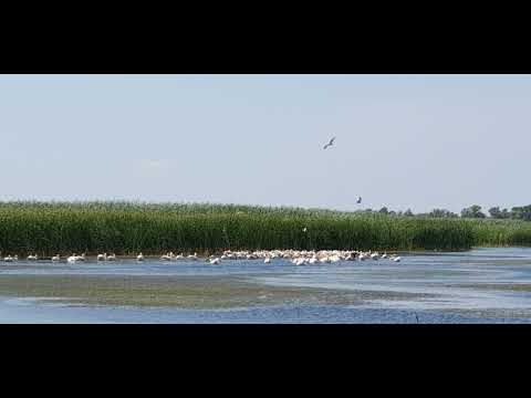 Pelicanii din Delta Dunării, prietenii lui Ciprian Safca, me and the pelicans from the Danube Delta.