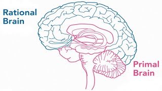 The Primal Brain - Our Unintentional Inner Saboteur
