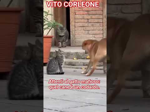 ITALIAN #italia  #italy #travel #romantic #godfirst #catlovers #dog #cat #gato