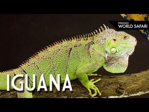 6 Insane Iguana Facts