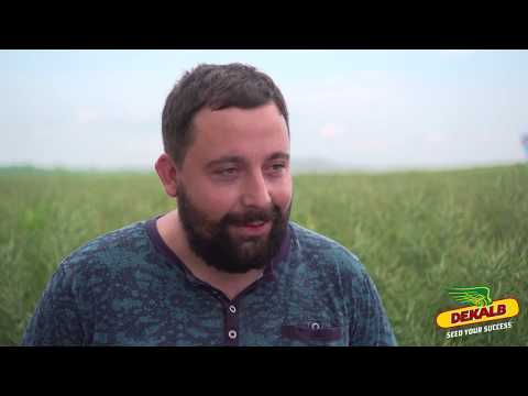 Rapita DEKALB in ferma RED AGRO SRL- interviu Dragos Danca