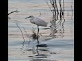 Little Egrets