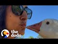 Guard Goose Becomes Women S Best Friend The Dodo Soulmates