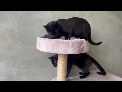 Magnus und Watson in Action