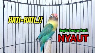 Download lagu Lovebird Ngekek Panjang FIGHTER Memancing EMOSI, PUTAR SAJA Lovebirdmu PASTI NYAUT mp3