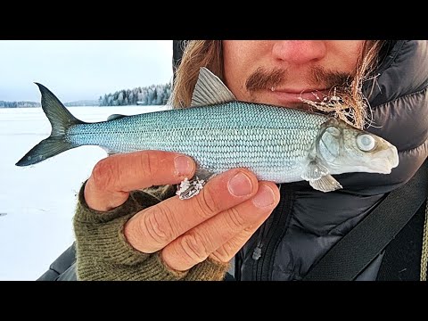 TÄMÄN TALVEN KOVIN PILKKI UUTUUS | RUTHLESS PERHOMORRI ESITTELY | AHVEN SIIKA HARJUS KIRJOLOHI