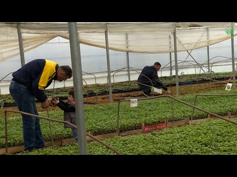 BUJKU – investimet ne serra mbi 200 mije euro, vendpunishte e familjes Shala dhe 15 puntoreve