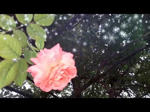 gwlla  jwanakan  zhyn bawawa jwana