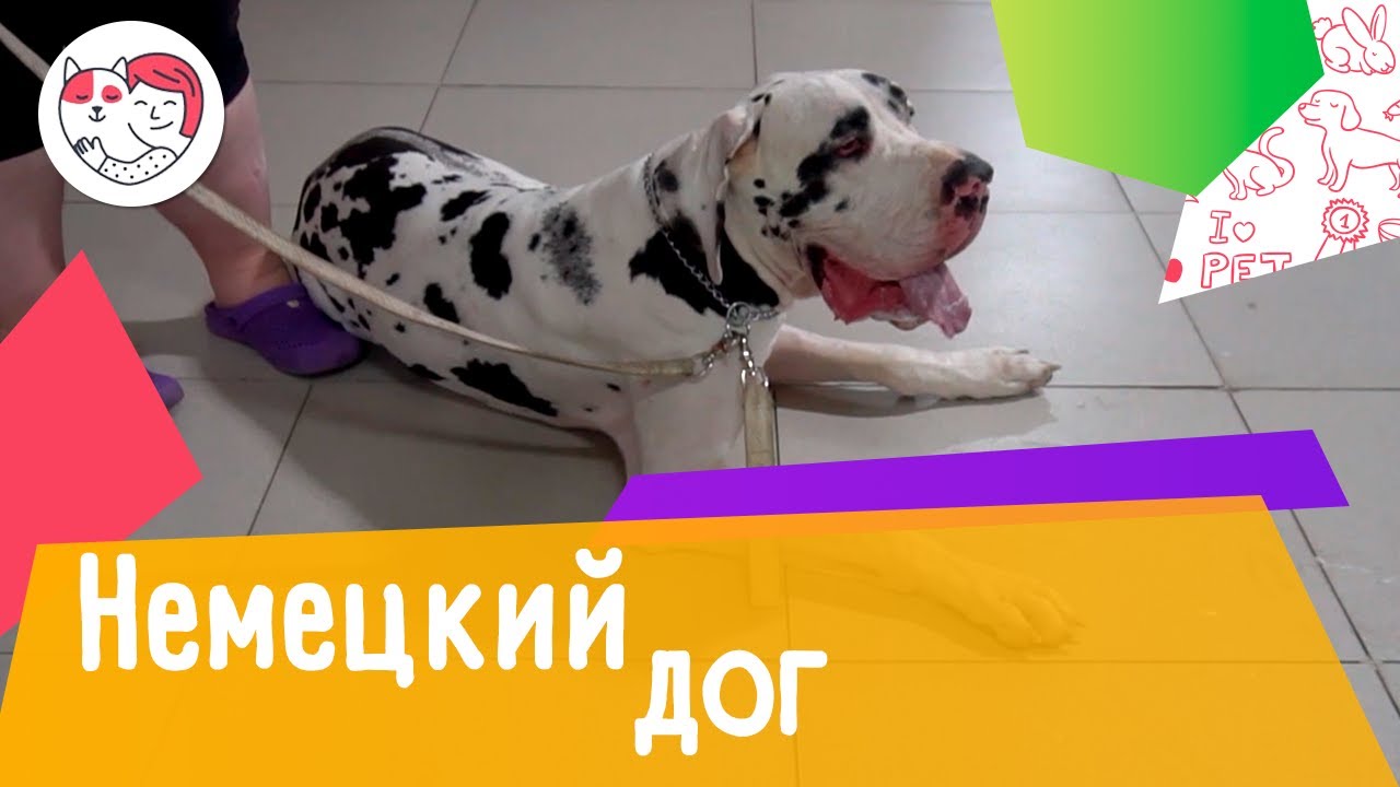5 особенностей ухода за немецким догом