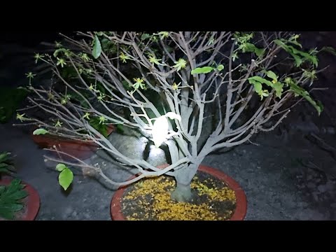 Đến Thời Điểm Nào Mới Bón Phân Cho Cây Mai Sau Tết.