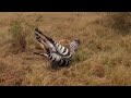 Lion Bring It Down A Zebra And Suffocate Video