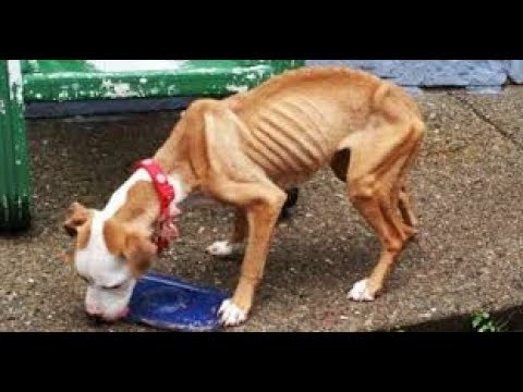 OMG This Dog s Bony Frame Made Everyone Weep, And She Weighed Only 29 Pounds Video