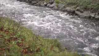 preview picture of video 'Das Flüßchen Wurm (bei Geilenkirchen) - The river worm'
