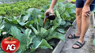 Cabbage heads will grow huge, if you give it this top dressing now