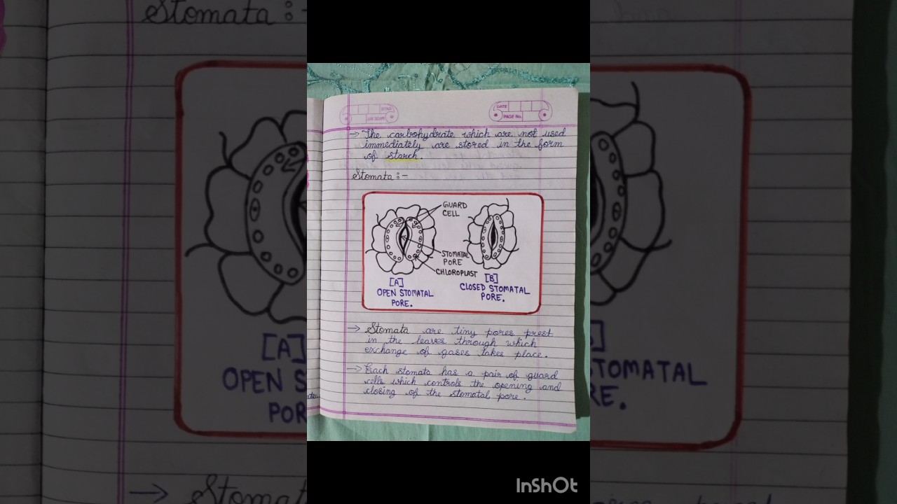 Autotrophic nutrition notes.Life Processes notes class10.Biology notes class10. 10th Standard notes.