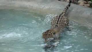 preview picture of video 'Banana Bank Jaguar in Belize'