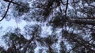 Download lagu Winter January 2021 at Birdshill Park! mp3