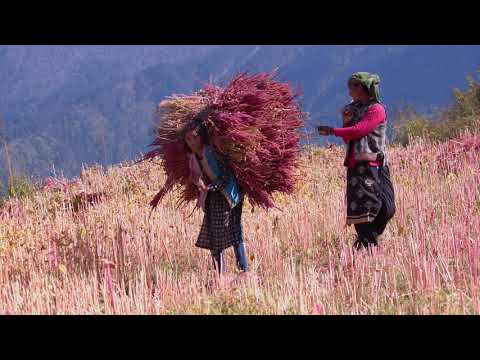 Arnav Bahuguna Regcha Village, (Panchgai) Uttarakhand.