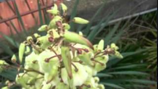 Brigitte Bardot - Invitango