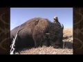 Rifle Buffalo Hunt in Montana - Caryn Moss ...