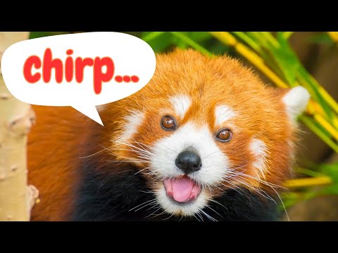 Red Panda Sounds & Facts for Kids