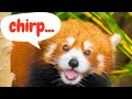 Red Panda Sounds & Facts for Kids