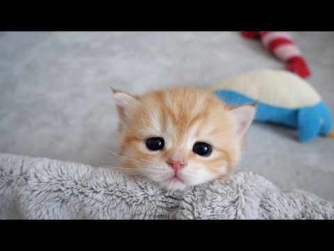 YouTube 썸네일