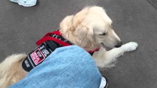 Service Dog Team Denied Access On Ferris Wheel. (Please read the description).