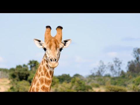 Volunteer at the Amakhala Conservation Project | The Great Projects