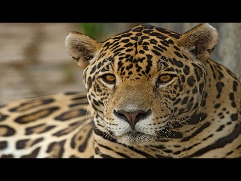 Jaguar - Die Größte Raubkatze In Südamerika / Dokumentation