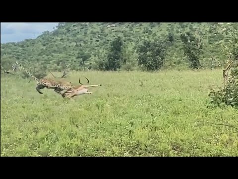 A once in a lifetime Leopard kill sighting at Kruger National Park 7 Jan 2023