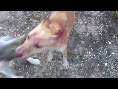 PODENCOS ANDALUCES DE JARRU, TODOS A DIENTE