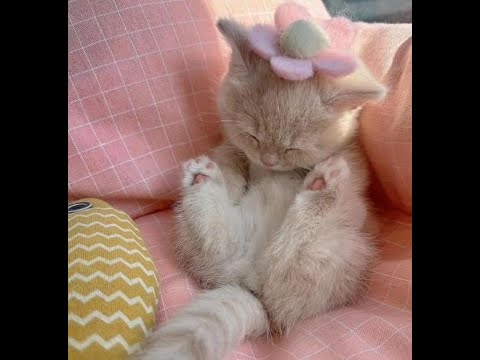 Solo Master Acquisition | Prismatic Warlock