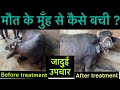 Hypoglycaemia L Hypoglycaemia L Milk Fever L Dr Umar Khan