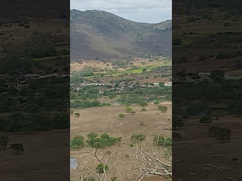 Gameleira mogeiro Paraiba vista do alto da mata #vidanaroça #sitio