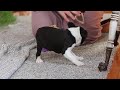 Boston Terrier dogs for sale: Winston - Video 1
