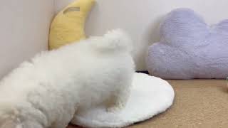 ビションフリーゼの動画01