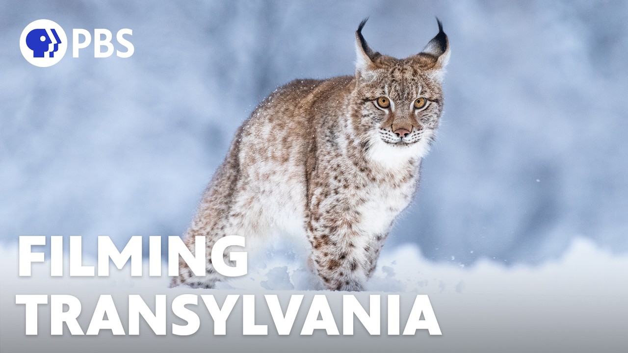 Filming Transylvania's Elusive Wildlife