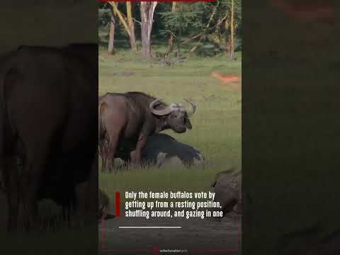 , title : 'African Buffalos Display "Voting" Behavior'