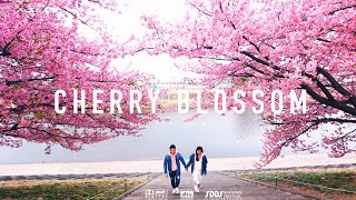 CHERRY BLOSSOM in kawazu okazaki