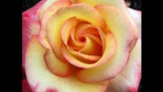 Rose 1: Walking in the air,Celtic Women
