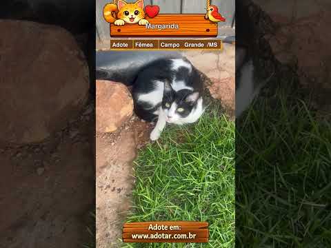 Vídeo de Margarida 
