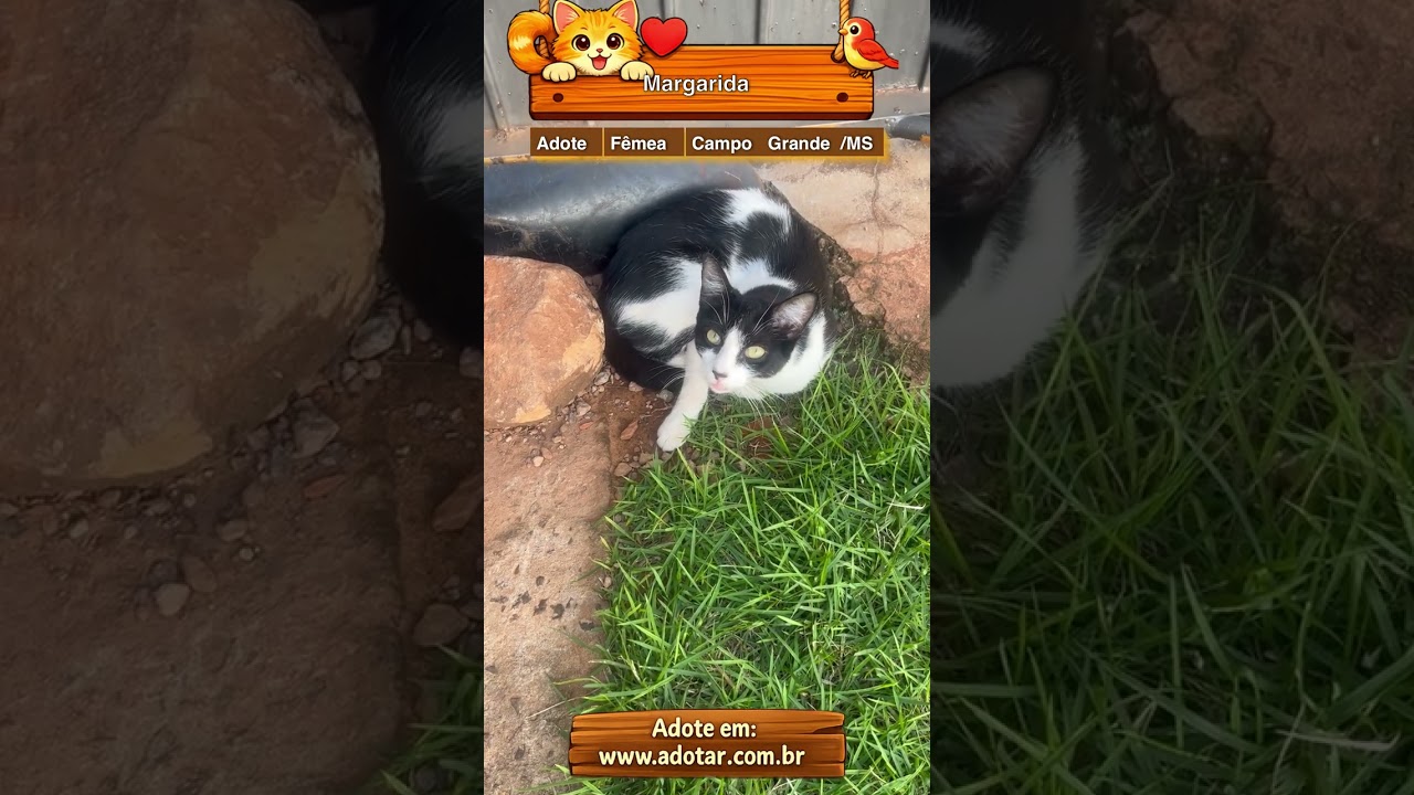 Gato raça SRD-ViraLata idade 7 a 11 meses nome Margarida 