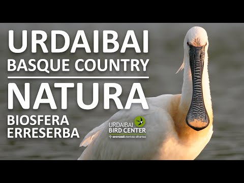 Urdaibai Bird Center live webcam