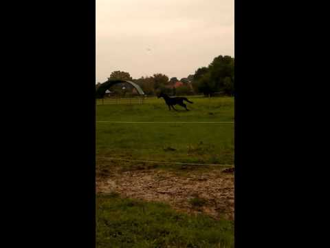 Meine lemonys nicket stute :)